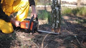 Best Lawn Mowing  in Pitola, CA