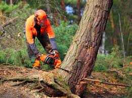 Best Stump Grinding and Removal  in Pitola, CA