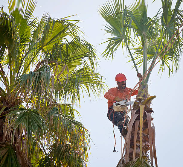 Best Arborist Consultation Services  in Pitola, CA