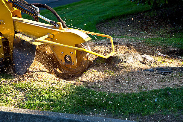 Best Lawn Maintenance Plans  in Pitola, CA