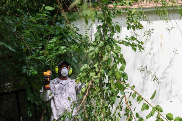 How Our Tree Care Process Works  in  Capitola, CA
